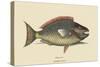 Parrot Fish-Mark Catesby-Stretched Canvas