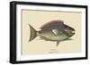 Parrot Fish-Mark Catesby-Framed Art Print