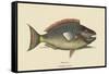 Parrot Fish-Mark Catesby-Framed Stretched Canvas