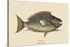 Parrot Fish-Mark Catesby-Stretched Canvas
