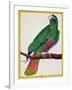 Parrot, from Histoire Naturelle Des Oiseaux by Georges de Buffon-Francois Nicolas Martinet-Framed Giclee Print