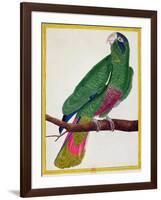 Parrot, from Histoire Naturelle Des Oiseaux by Georges de Buffon-Francois Nicolas Martinet-Framed Giclee Print