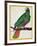 Parrot, from Histoire Naturelle Des Oiseaux by Georges de Buffon-Francois Nicolas Martinet-Framed Giclee Print