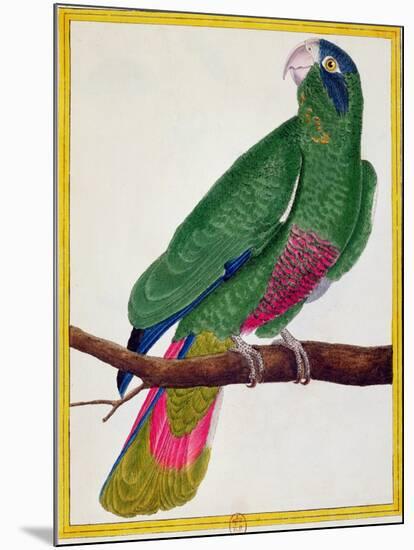 Parrot, from Histoire Naturelle Des Oiseaux by Georges de Buffon-Francois Nicolas Martinet-Mounted Giclee Print