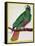 Parrot, from Histoire Naturelle Des Oiseaux by Georges de Buffon-Francois Nicolas Martinet-Framed Stretched Canvas