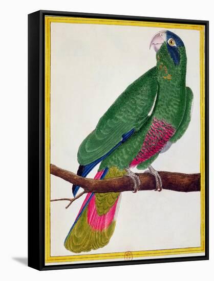 Parrot, from Histoire Naturelle Des Oiseaux by Georges de Buffon-Francois Nicolas Martinet-Framed Stretched Canvas