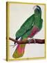 Parrot, from Histoire Naturelle Des Oiseaux by Georges de Buffon-Francois Nicolas Martinet-Stretched Canvas
