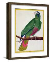 Parrot, from Histoire Naturelle Des Oiseaux by Georges de Buffon-Francois Nicolas Martinet-Framed Giclee Print