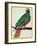 Parrot, from Histoire Naturelle Des Oiseaux by Georges de Buffon-Francois Nicolas Martinet-Framed Giclee Print