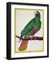 Parrot, from Histoire Naturelle Des Oiseaux by Georges de Buffon-Francois Nicolas Martinet-Framed Giclee Print