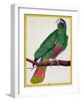 Parrot, from Histoire Naturelle Des Oiseaux by Georges de Buffon-Francois Nicolas Martinet-Framed Giclee Print