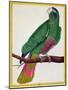 Parrot, from Histoire Naturelle Des Oiseaux by Georges de Buffon-Francois Nicolas Martinet-Mounted Giclee Print