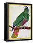 Parrot, from Histoire Naturelle Des Oiseaux by Georges de Buffon-Francois Nicolas Martinet-Framed Stretched Canvas