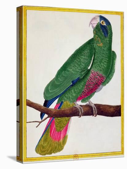 Parrot, from Histoire Naturelle Des Oiseaux by Georges de Buffon-Francois Nicolas Martinet-Stretched Canvas