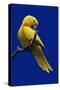 Parrot, Golden Conure Bird on Perch-null-Stretched Canvas