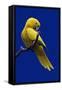 Parrot, Golden Conure Bird on Perch-null-Framed Stretched Canvas