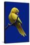 Parrot, Golden Conure Bird on Perch-null-Stretched Canvas