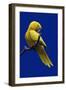 Parrot, Golden Conure Bird on Perch-null-Framed Photographic Print