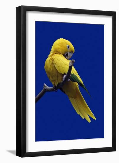 Parrot, Golden Conure Bird on Perch-null-Framed Photographic Print