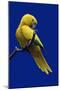 Parrot, Golden Conure Bird on Perch-null-Mounted Photographic Print