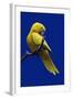 Parrot, Golden Conure Bird on Perch-null-Framed Photographic Print
