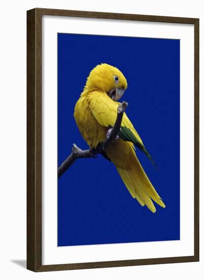 Parrot, Golden Conure Bird on Perch-null-Framed Photographic Print
