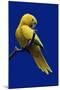Parrot, Golden Conure Bird on Perch-null-Mounted Photographic Print