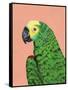 Parrot Head-Pamela Munger-Framed Stretched Canvas