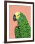 Parrot Head-Pamela Munger-Framed Art Print