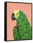 Parrot Head-Pamela Munger-Framed Stretched Canvas