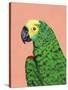 Parrot Head-Pamela Munger-Stretched Canvas