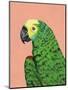 Parrot Head-Pamela Munger-Mounted Art Print