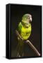 Parrot, Honduras-Keren Su-Framed Stretched Canvas