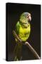 Parrot, Honduras-Keren Su-Stretched Canvas