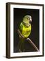Parrot, Honduras-Keren Su-Framed Photographic Print