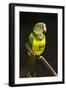 Parrot, Honduras-Keren Su-Framed Photographic Print