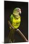 Parrot, Honduras-Keren Su-Mounted Photographic Print