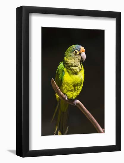 Parrot, Honduras-Keren Su-Framed Photographic Print