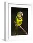 Parrot, Honduras-Keren Su-Framed Photographic Print