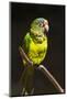 Parrot, Honduras-Keren Su-Mounted Photographic Print