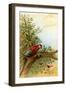 Parrot in a Tree Above Hummingbrds-A. Hochstein-Framed Art Print