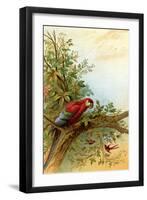 Parrot in a Tree Above Hummingbrds-A. Hochstein-Framed Art Print