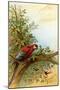 Parrot in a Tree Above Hummingbrds-A. Hochstein-Mounted Art Print