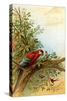 Parrot in a Tree Above Hummingbrds-A. Hochstein-Stretched Canvas