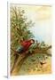 Parrot in a Tree Above Hummingbrds-A. Hochstein-Framed Art Print