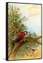 Parrot in a Tree Above Hummingbrds-A. Hochstein-Framed Stretched Canvas