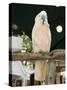 Parrot in Cafe, Duval Street, Key West, Florida, USA-R H Productions-Stretched Canvas