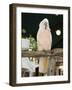 Parrot in Cafe, Duval Street, Key West, Florida, USA-R H Productions-Framed Photographic Print