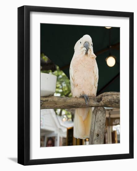 Parrot in Cafe, Duval Street, Key West, Florida, USA-R H Productions-Framed Photographic Print