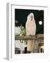 Parrot in Cafe, Duval Street, Key West, Florida, USA-R H Productions-Framed Photographic Print